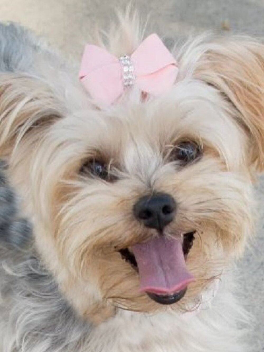 Pink Hair Bow with Swarovski Crystals Glitzerati Nouveau by Susan Lanci